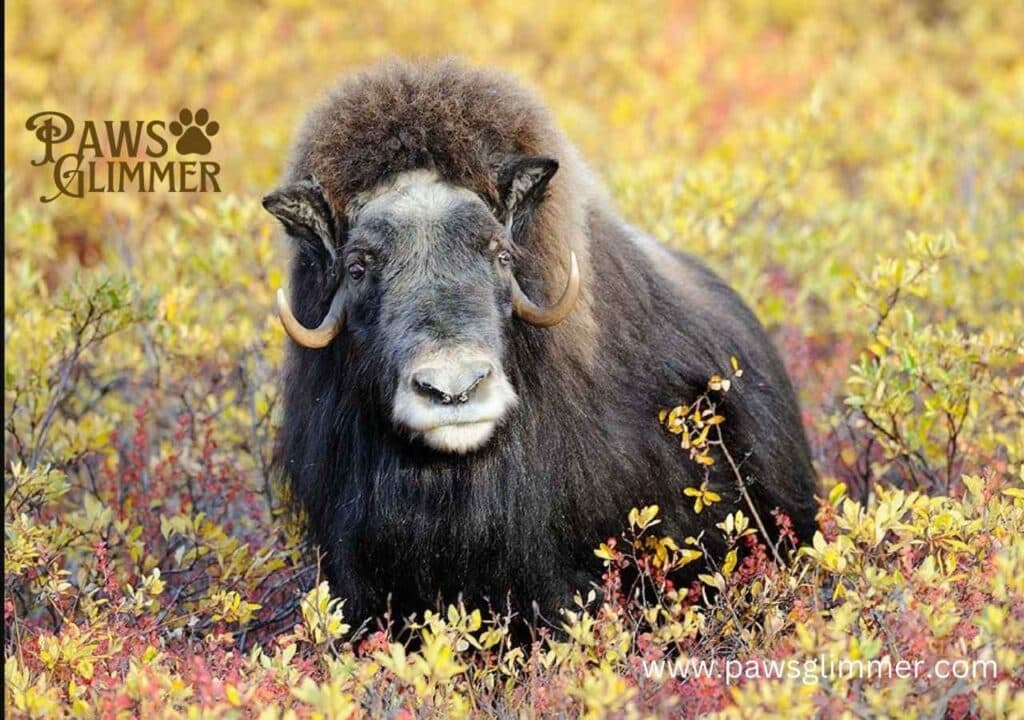 Musk Ox