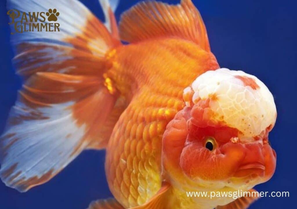 Oranda Goldfish