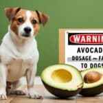 Avocado Dosage Fatal to Dogs