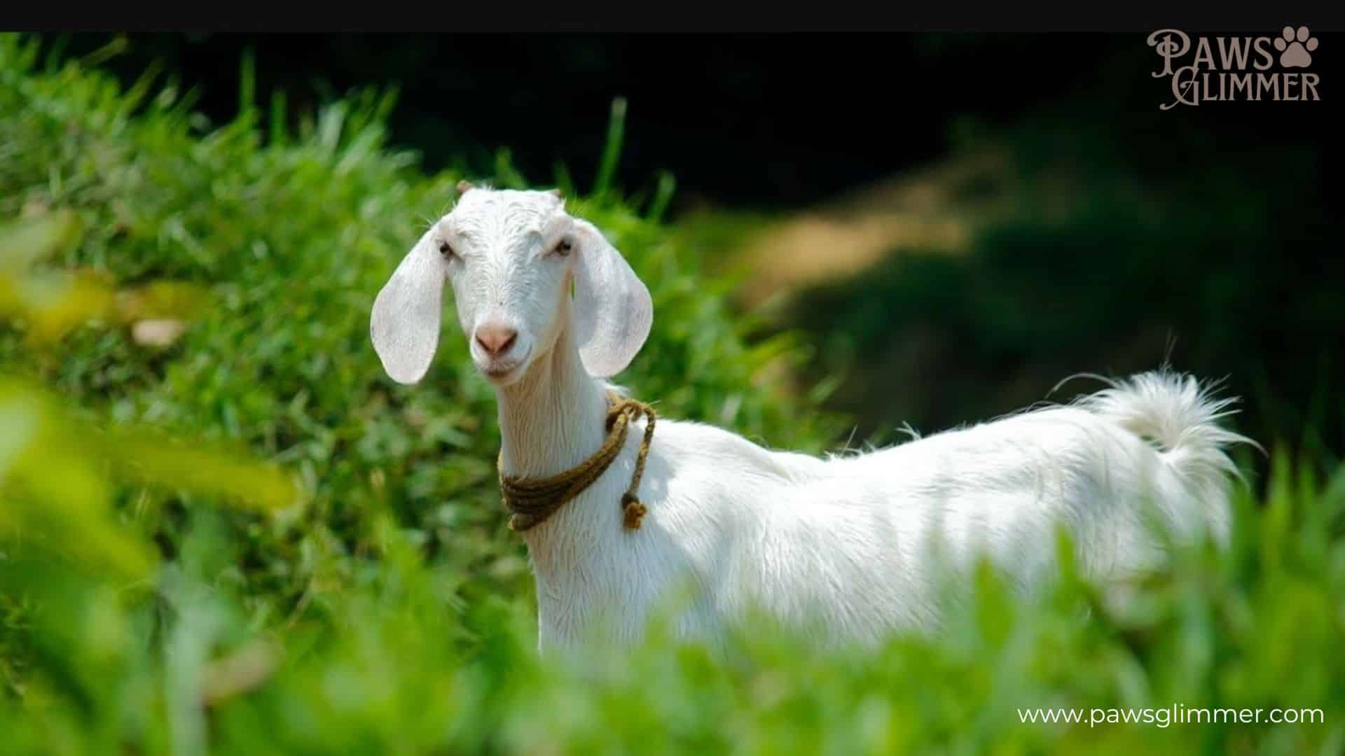 Goats (Capra hircus)