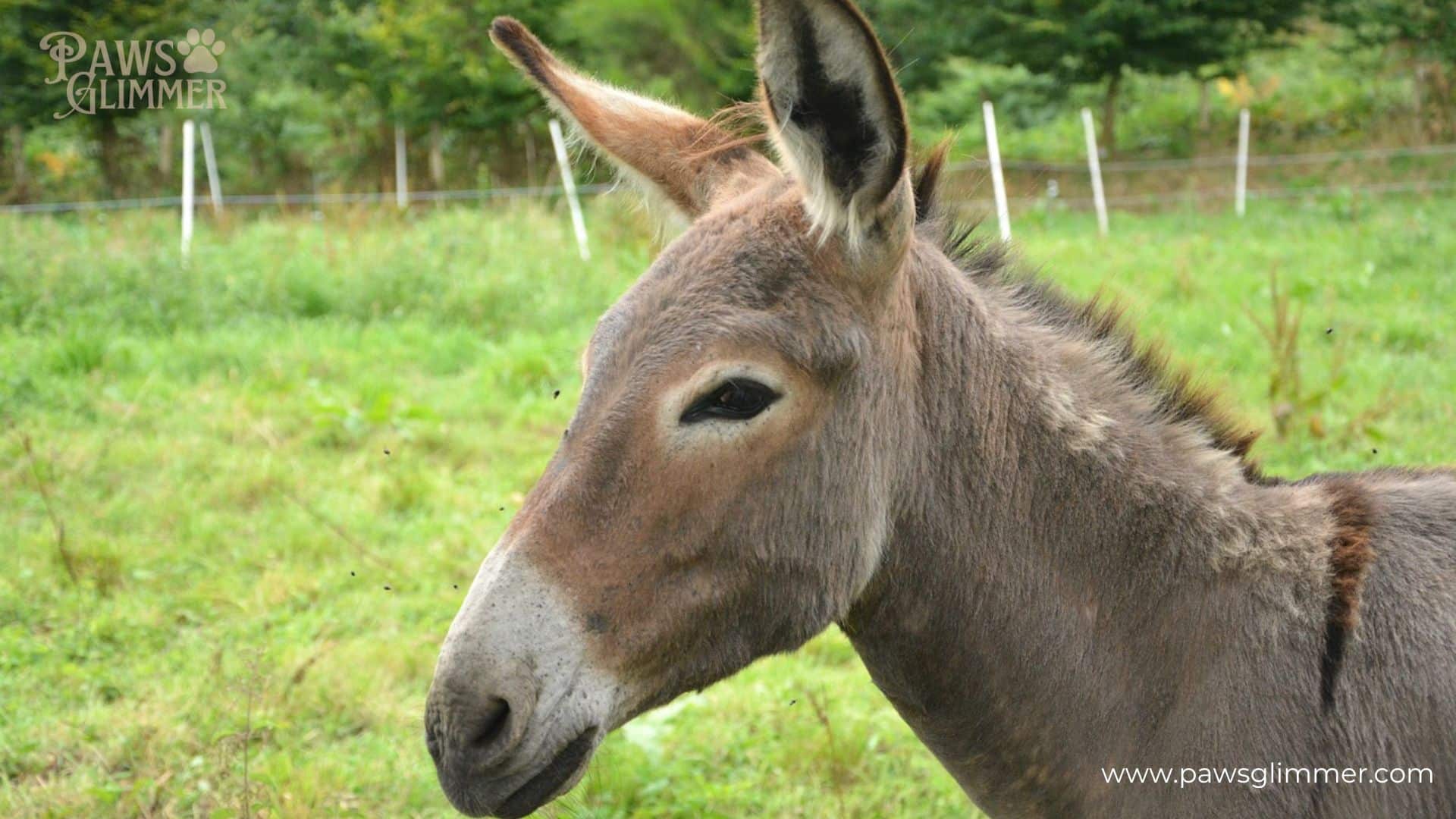 Donkeys (Equus asinus)