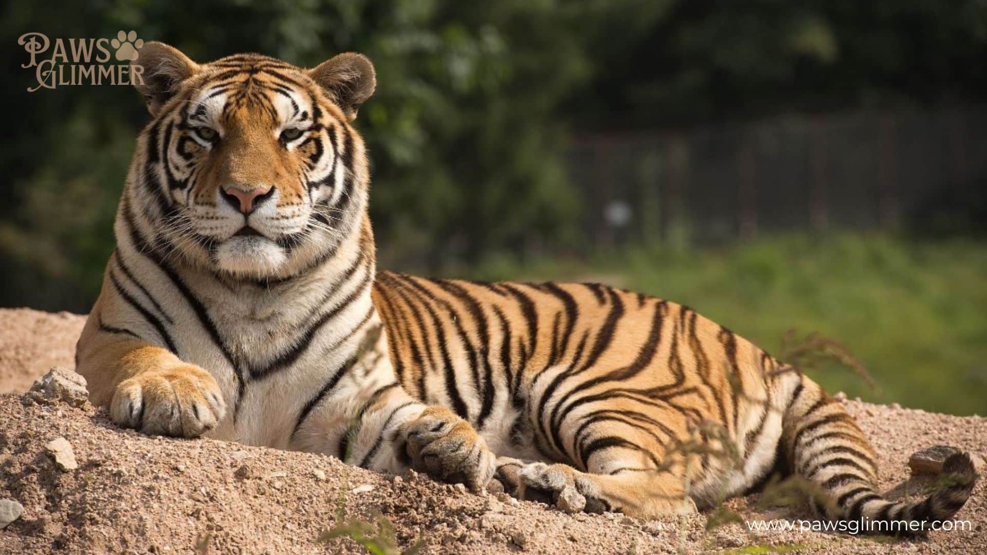 Tiger (Panthera tigris)