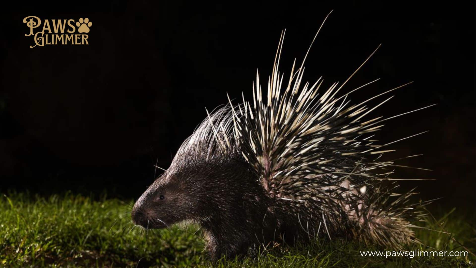 What To Do If A Porcupine Is In Your Yard?