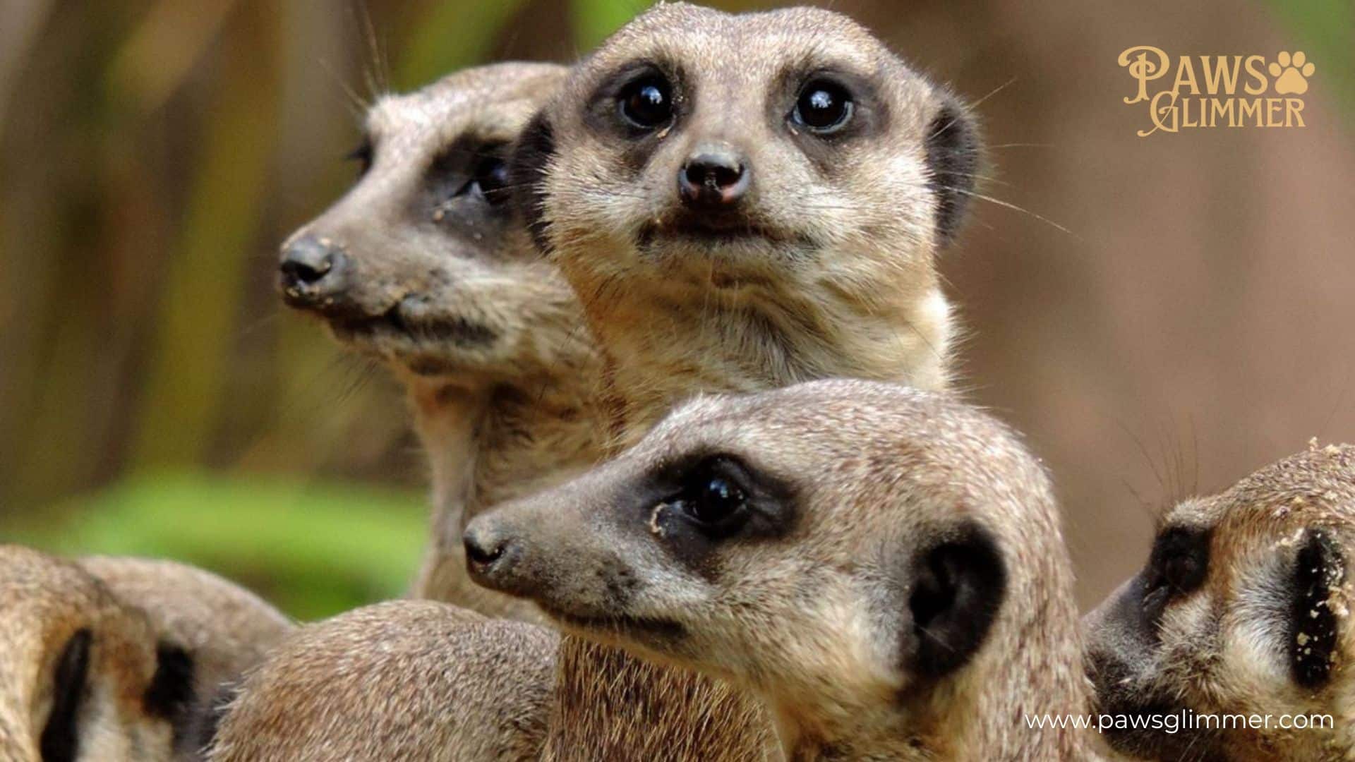 Meerkats