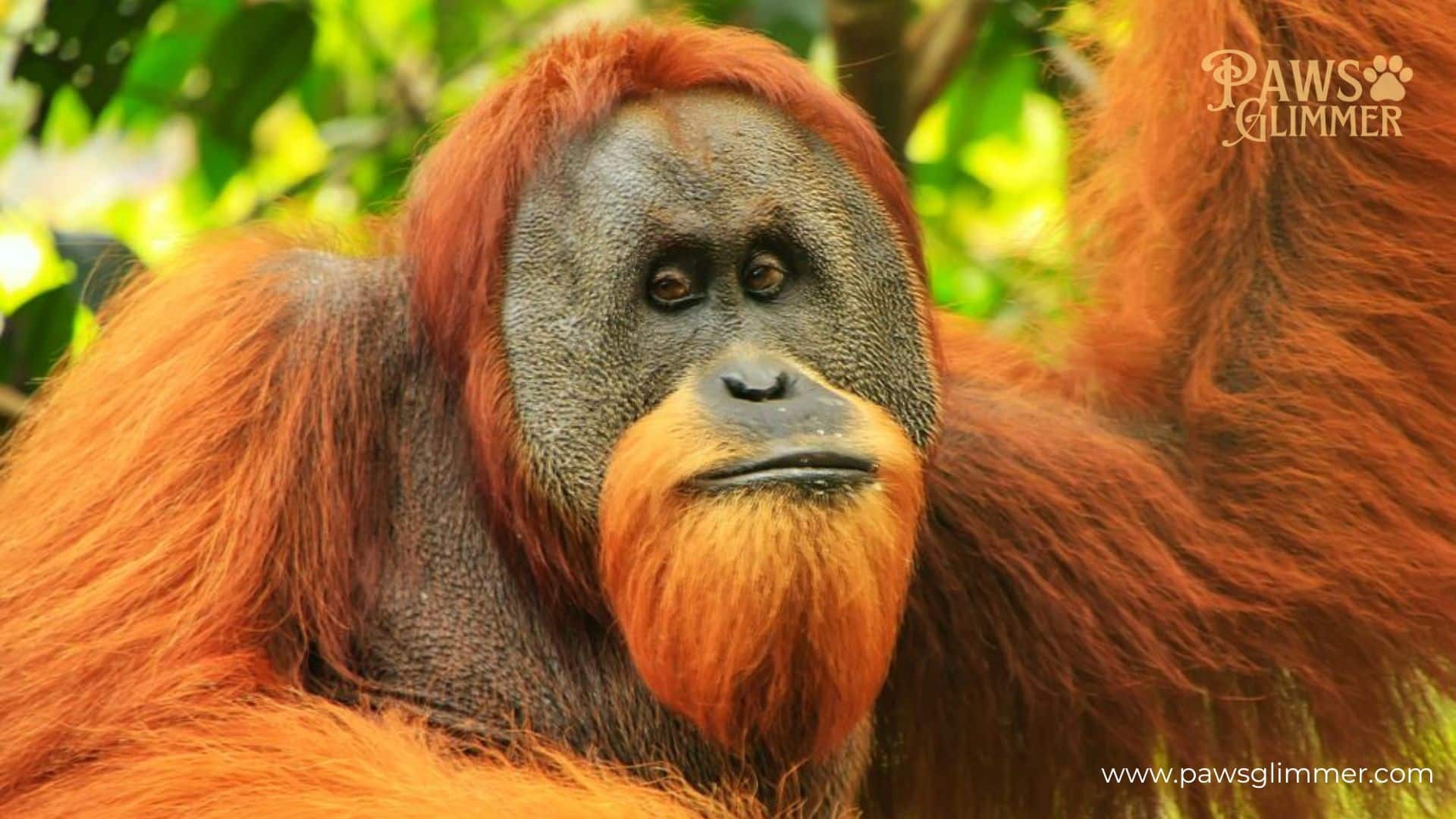 Orangutans