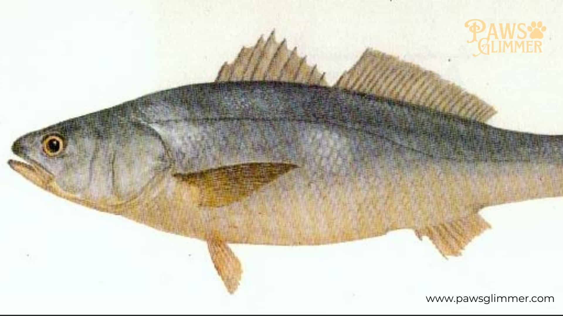 Toothfish (Dissostichus)