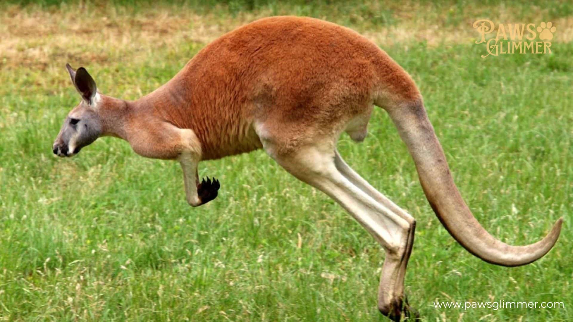 How Strong Are Kangaroos Compared To Humans?