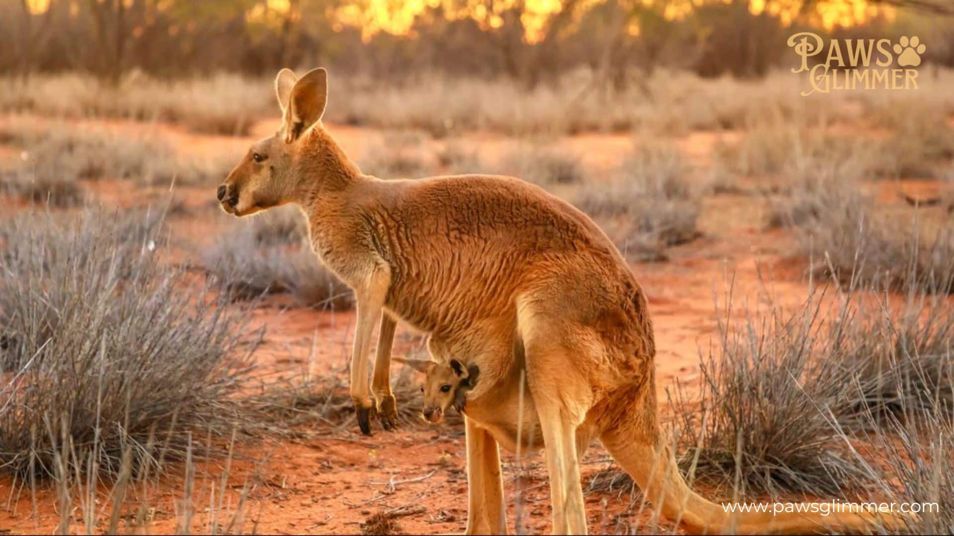 How Are Kangaroos So Strong?