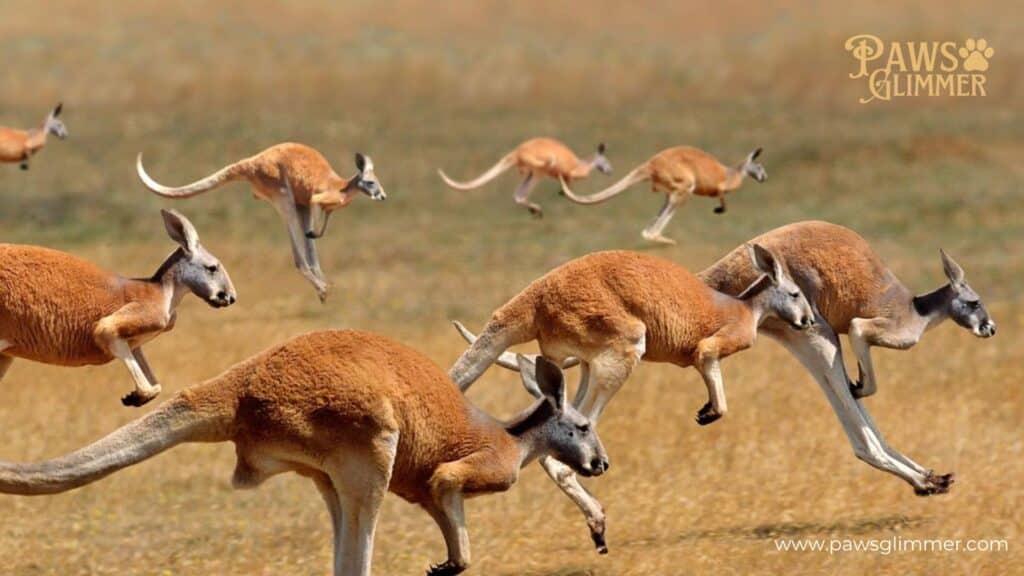 How Strong Are Kangaroos?