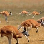 How Strong Are Kangaroos?