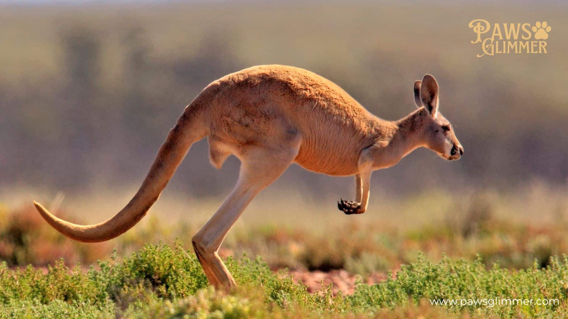 How Strong Is a Kangaroo Kick?