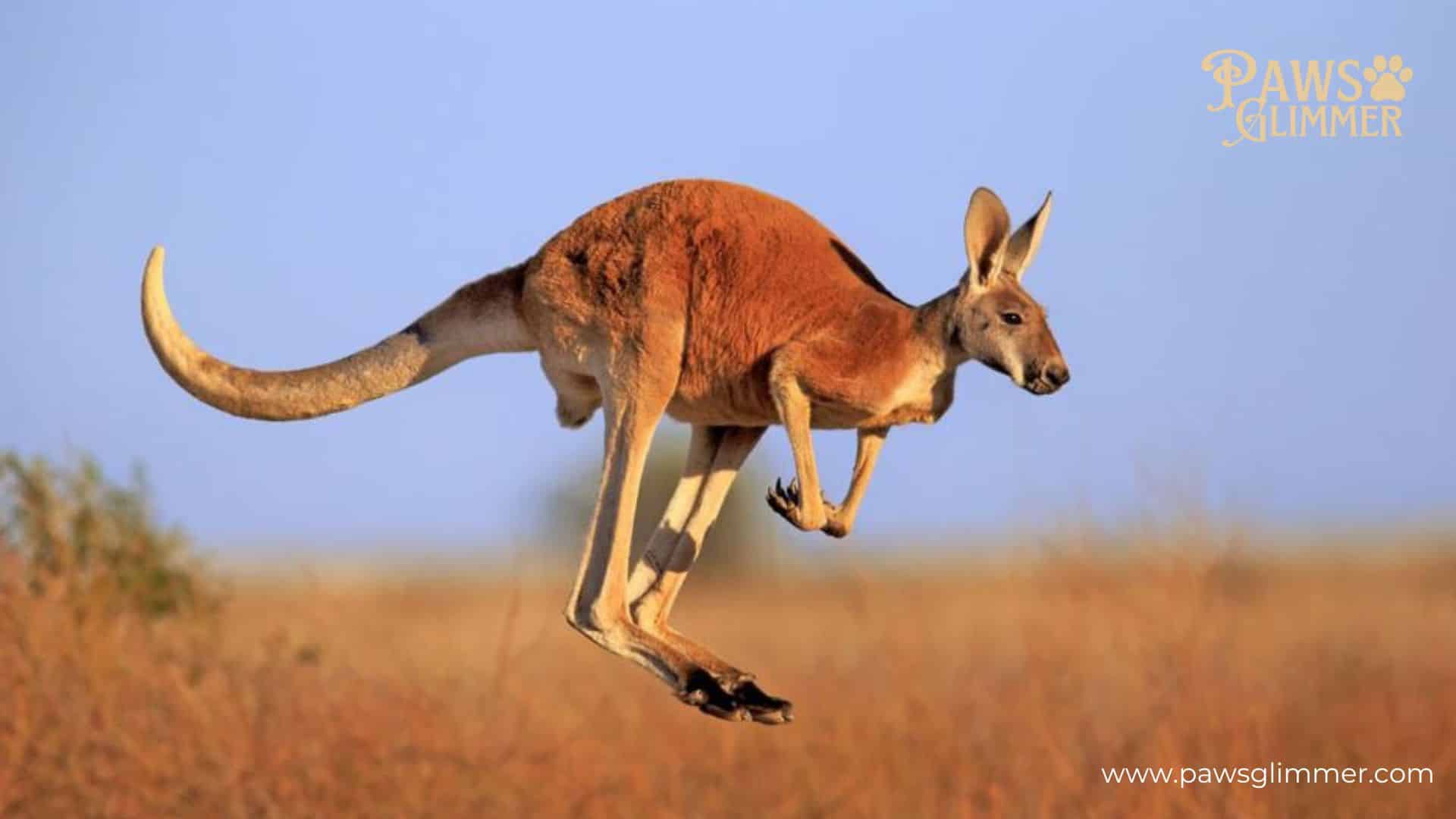 06 Kangaroo Facts That Will Amaze You