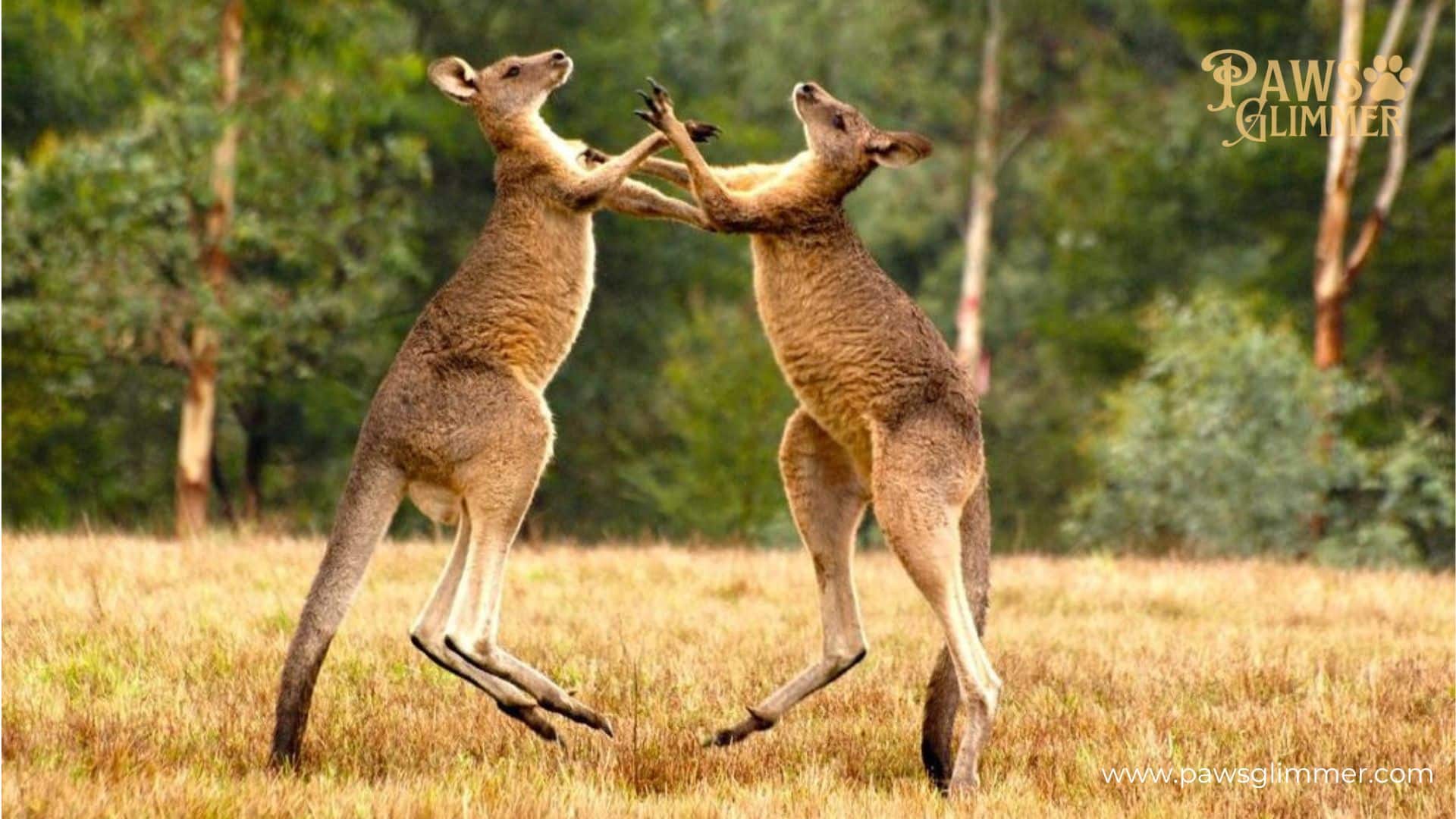 How Hard Can A Kangaroo Punch?